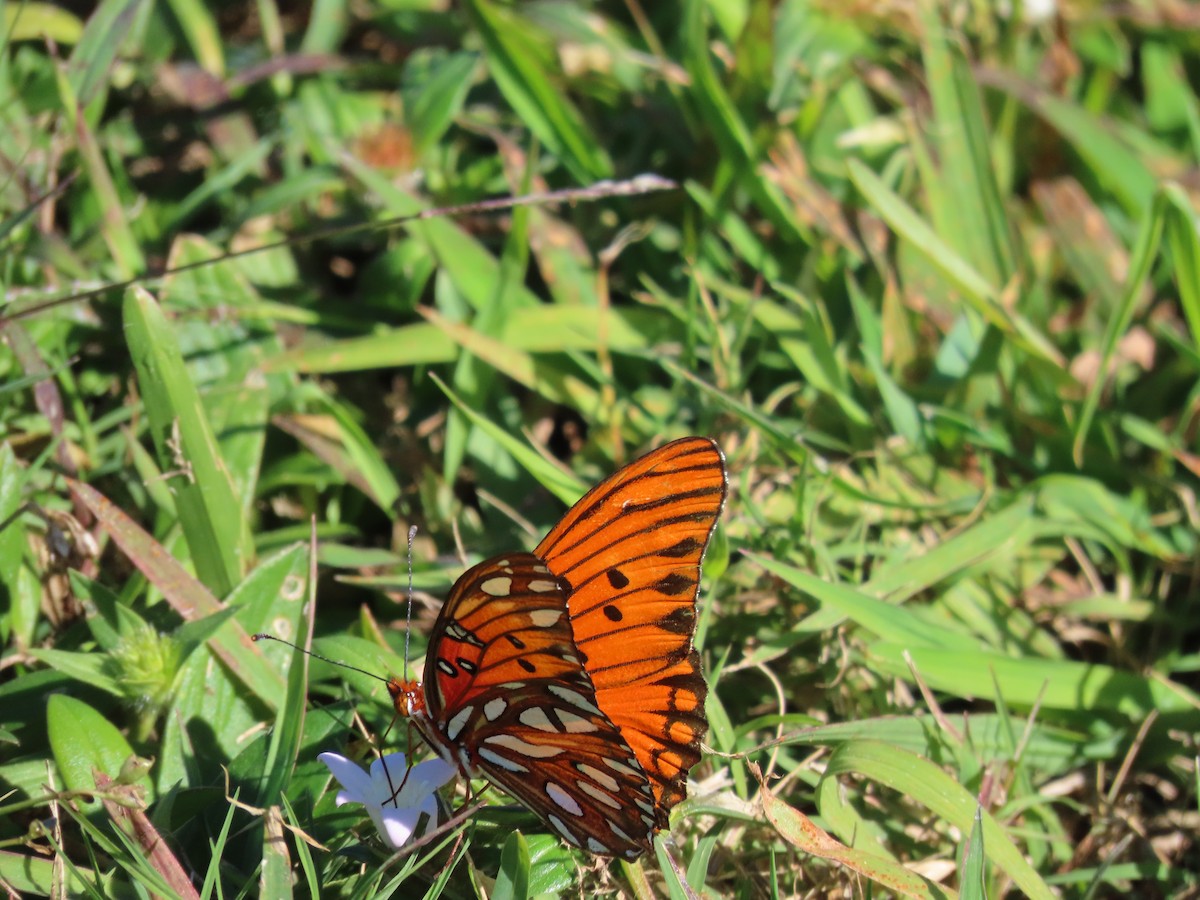 Gulf Fritillary - ML645314539