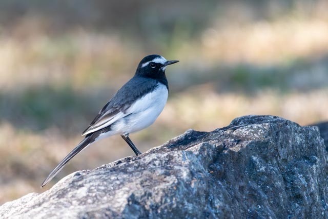 Japanese Wagtail - ML645314540