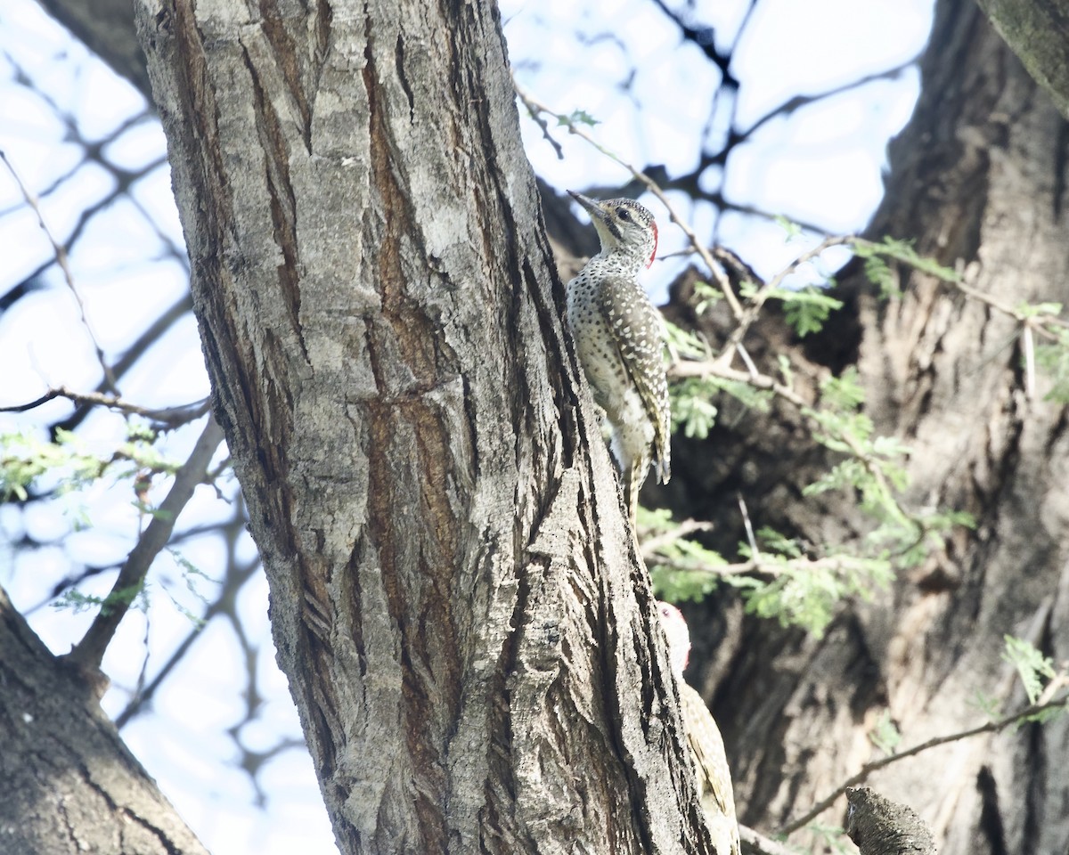 datel núbijský - ML645314542