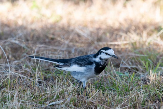 White Wagtail - ML645314543