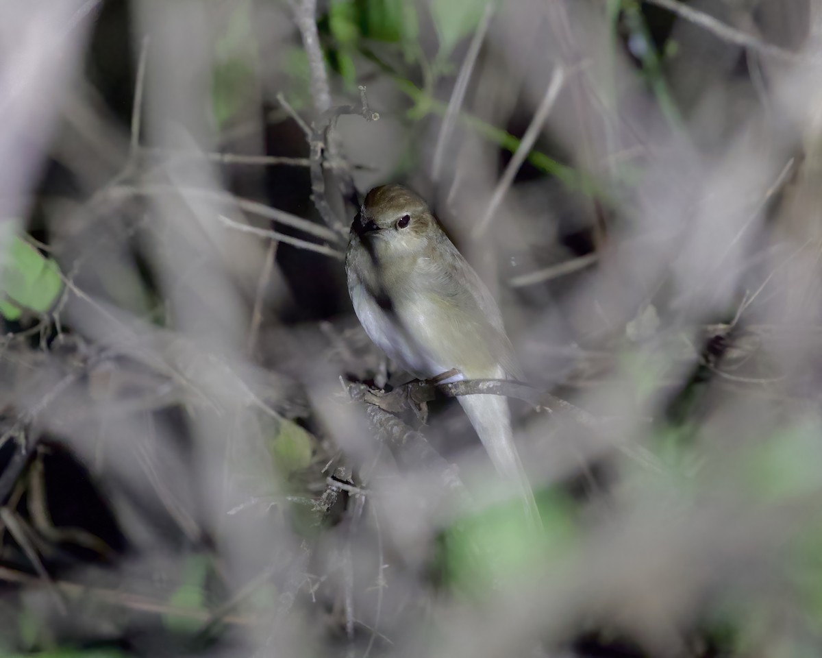 slavík tmavý - ML645314553