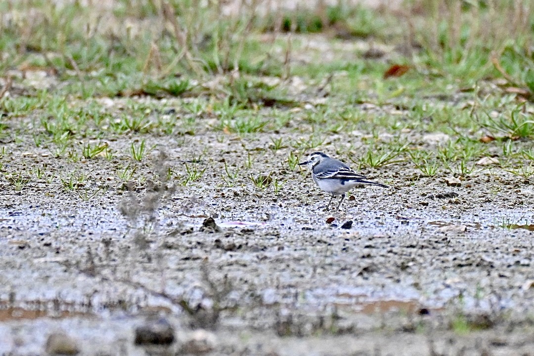White Wagtail - ML645314555
