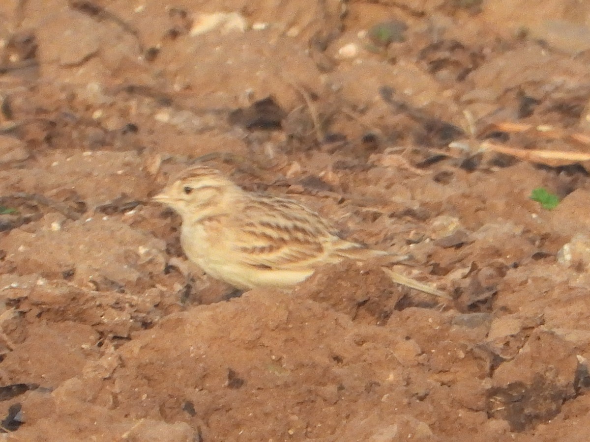 Greater Short-toed Lark - ML645314556