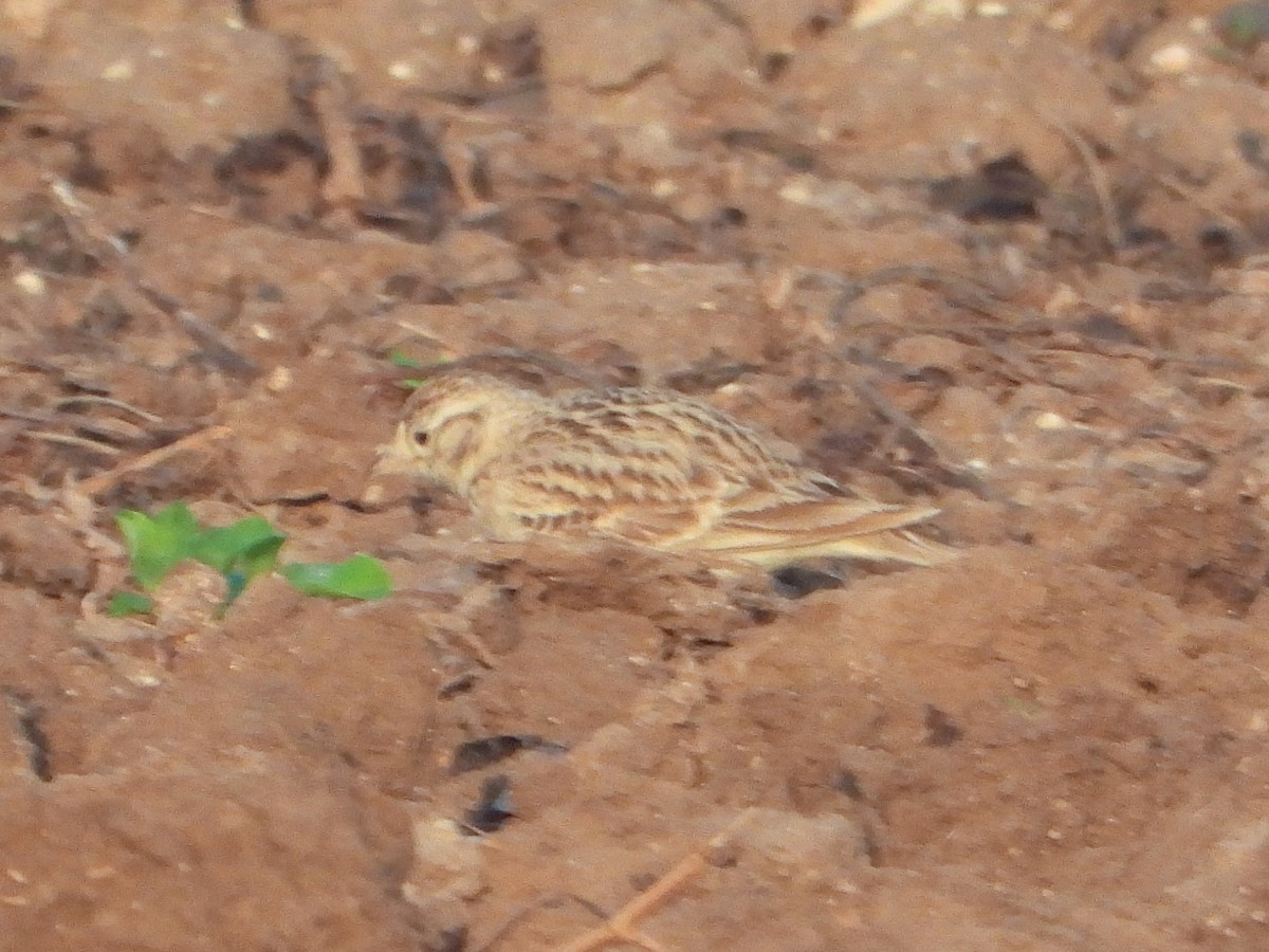 Greater Short-toed Lark - ML645314557