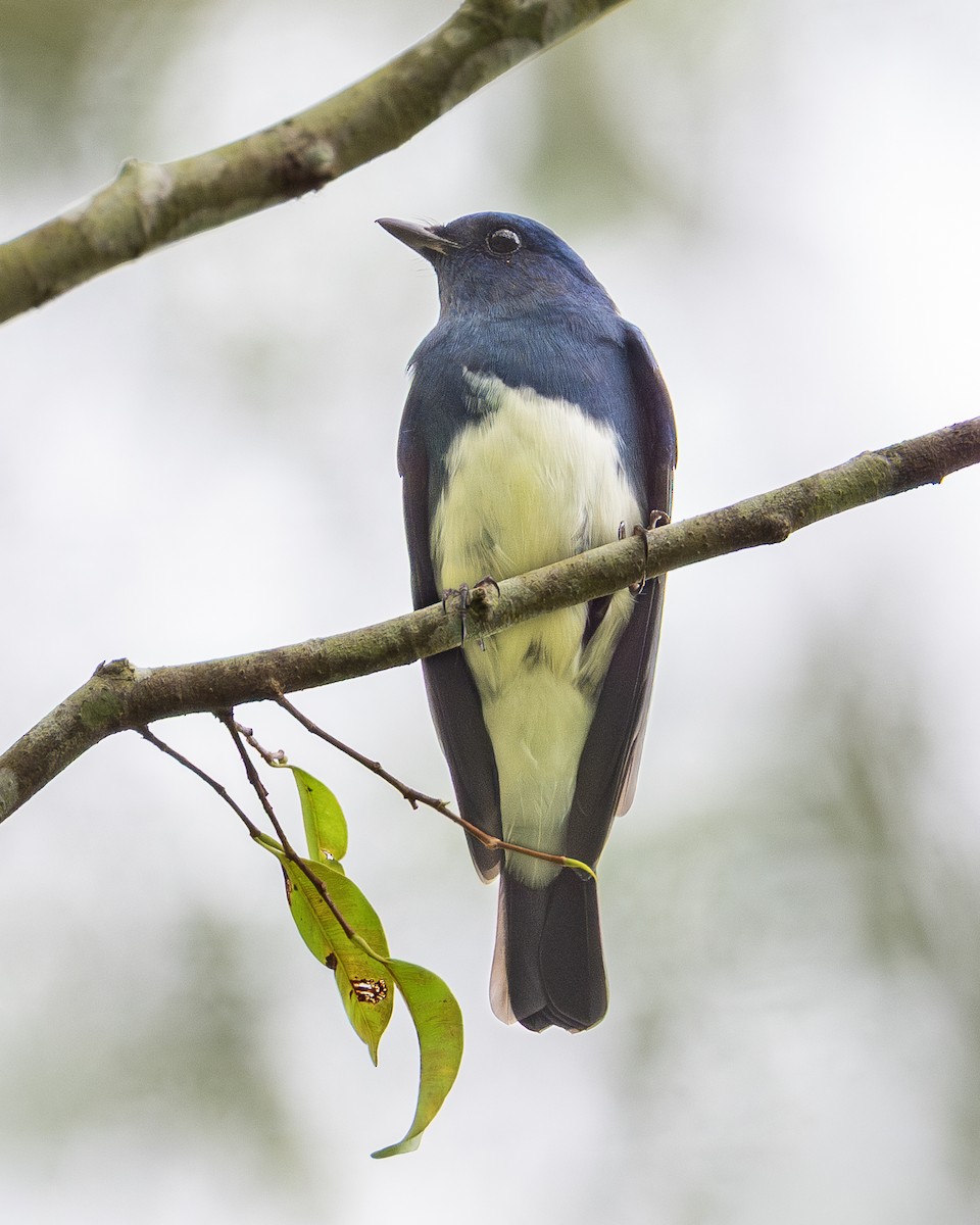 Zappey's Flycatcher - ML645314561