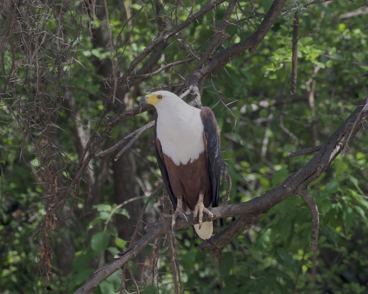 orel jasnohlasý - ML645314562