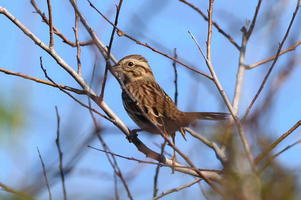 Song Sparrow - ML645314564