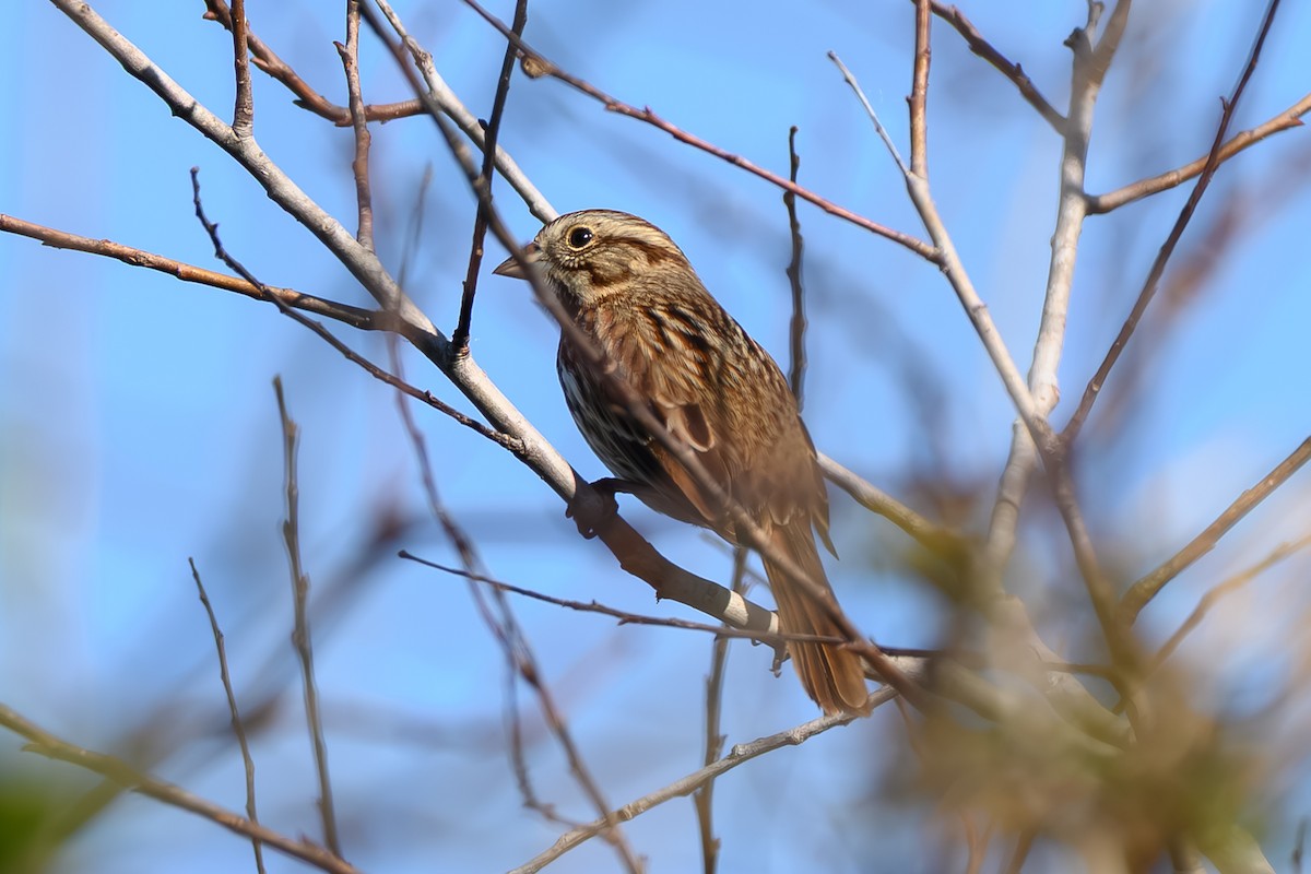 Song Sparrow - ML645314565