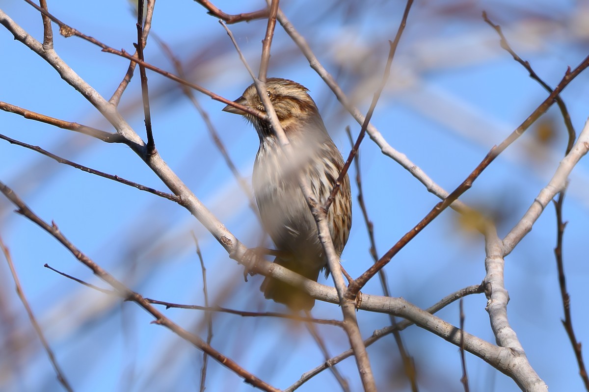 Song Sparrow - ML645314567