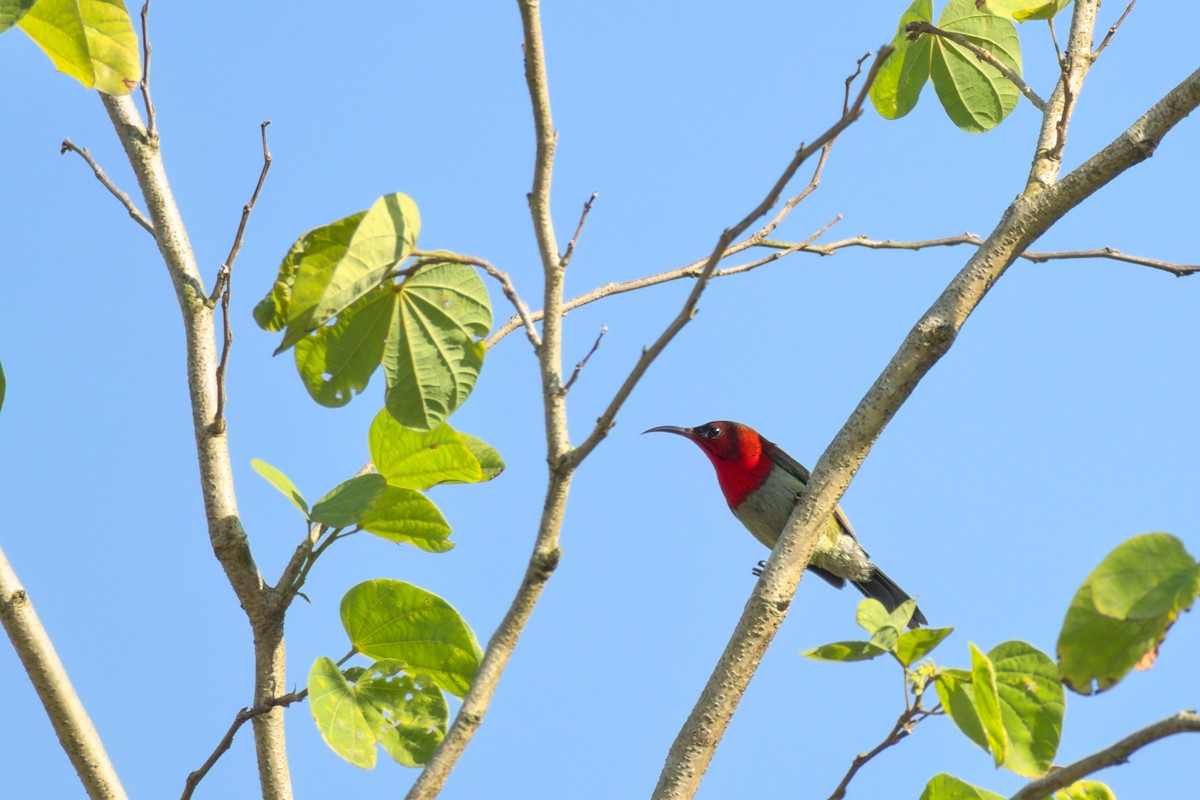 Crimson Sunbird - ML645314573