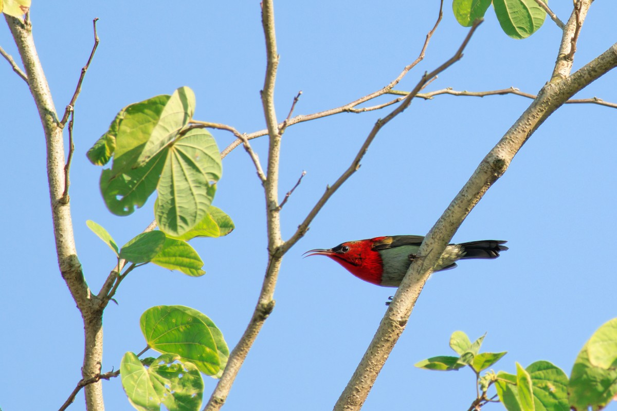 Crimson Sunbird - ML645314576