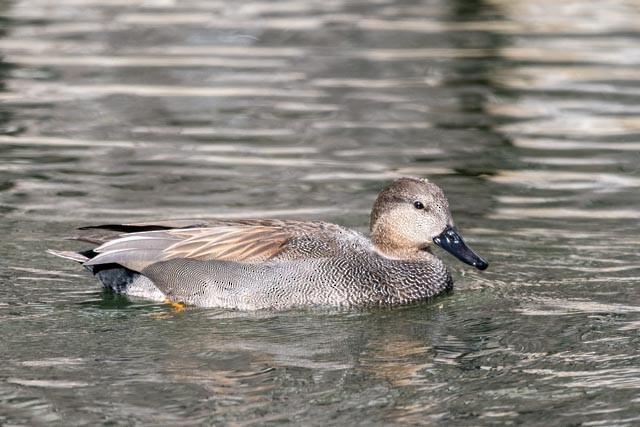 Gadwall - ML645314578