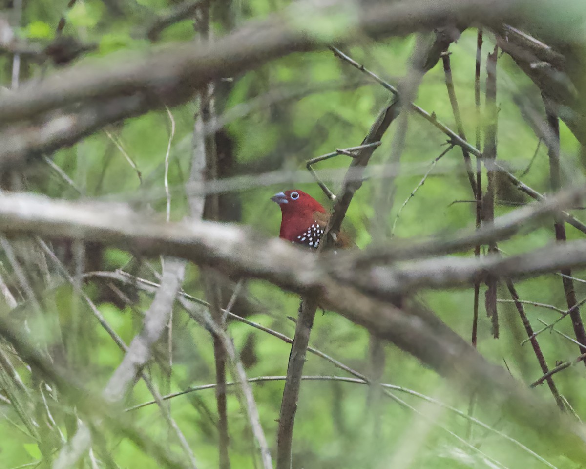 Red-throated Twinspot - ML645314591