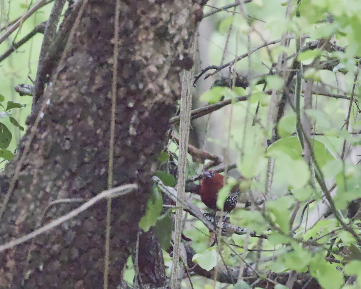 Red-throated Twinspot - ML645314592
