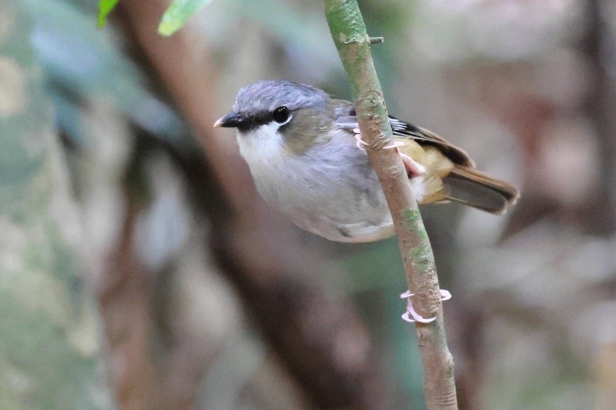Серолобая дриада - ML645314600