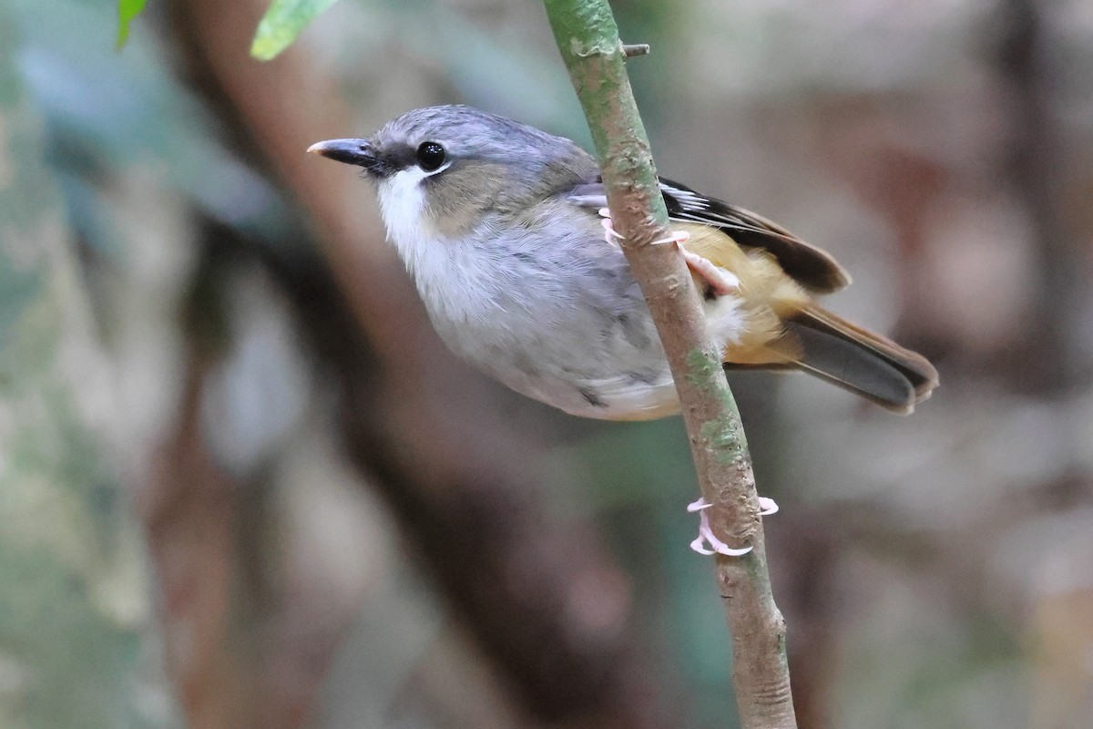 Королець квінслендський - ML645314601