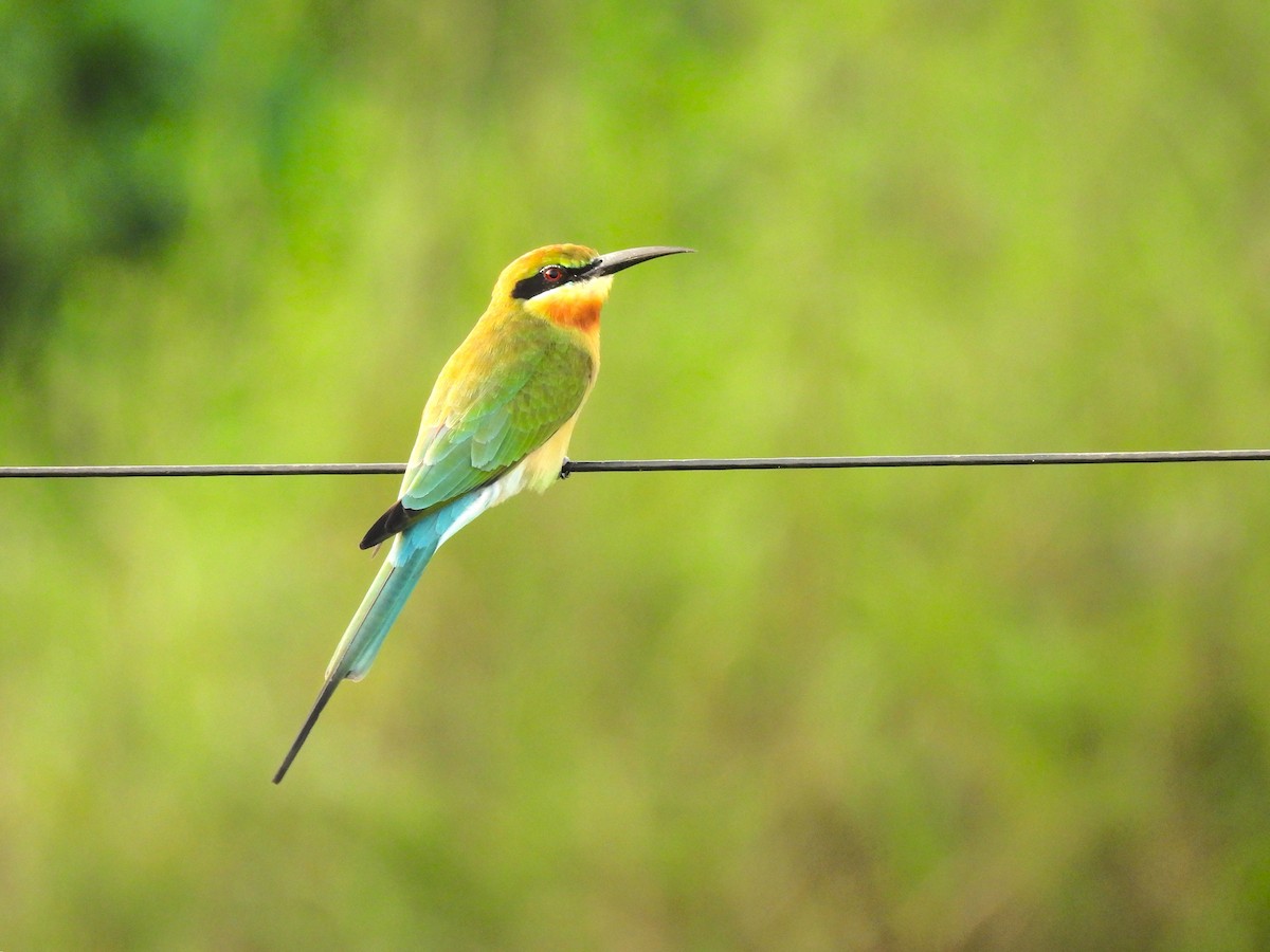 Бджолоїдка синьохвоста - ML645314602