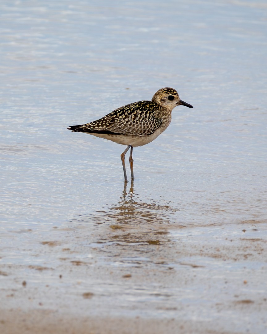 Сивка морська - ML645314604