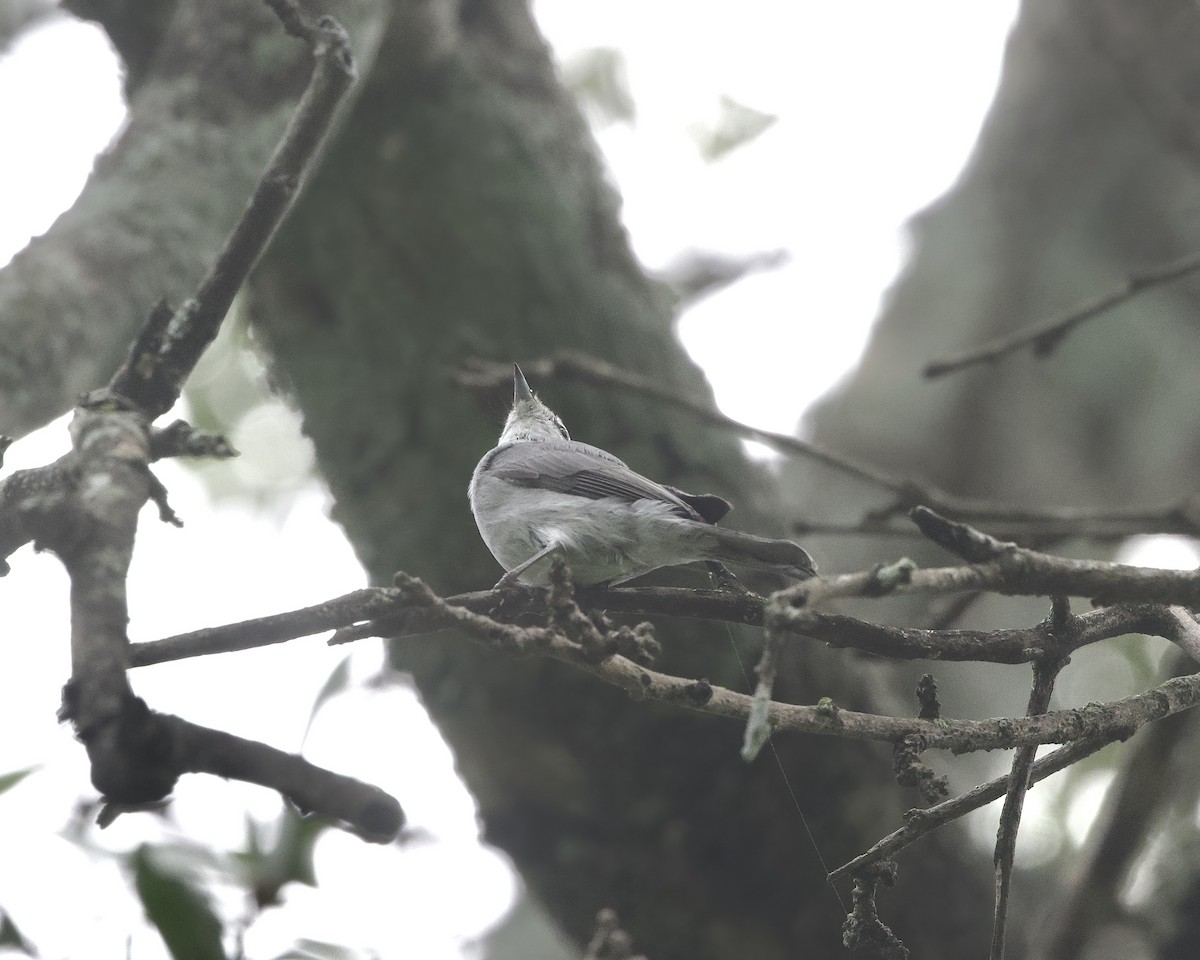 Мухоловка попеляста - ML645314607