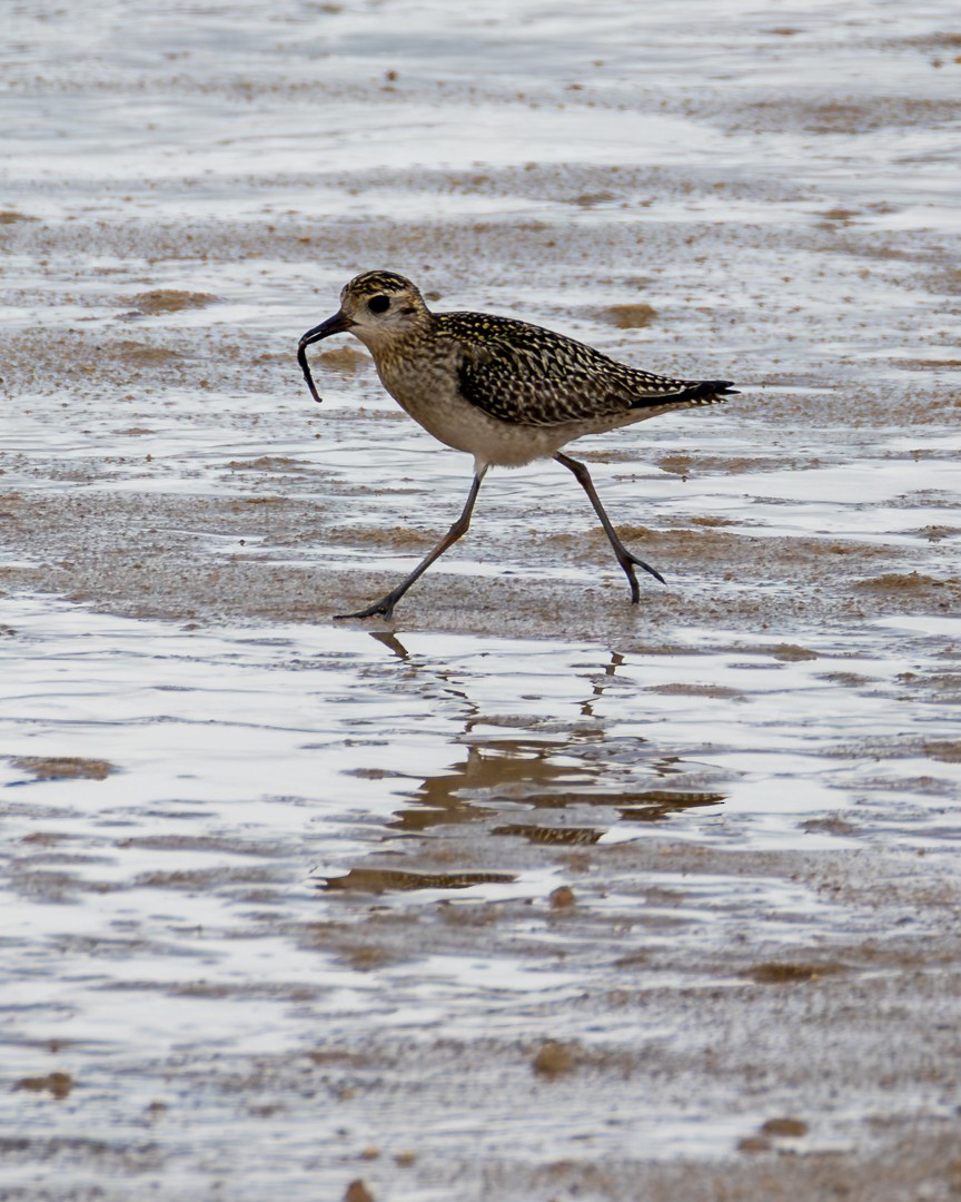 Сивка морська - ML645314608