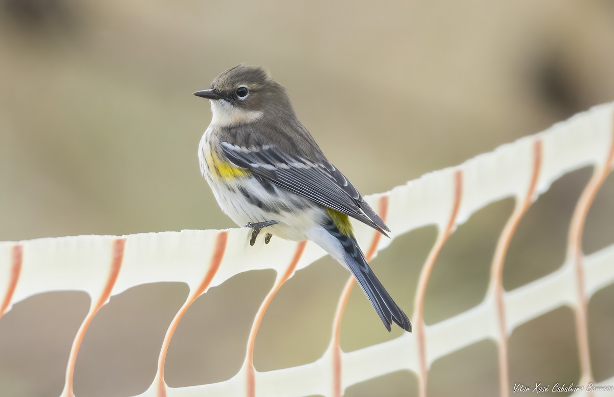 Пісняр-лісовик жовтогузий - ML645314611