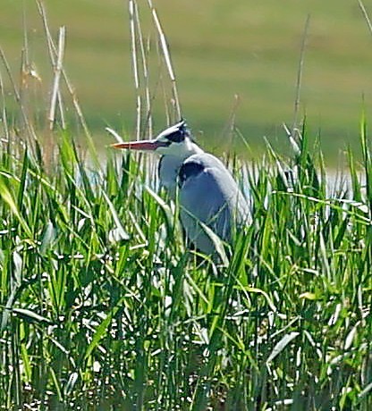Чапля сіра - ML645314612
