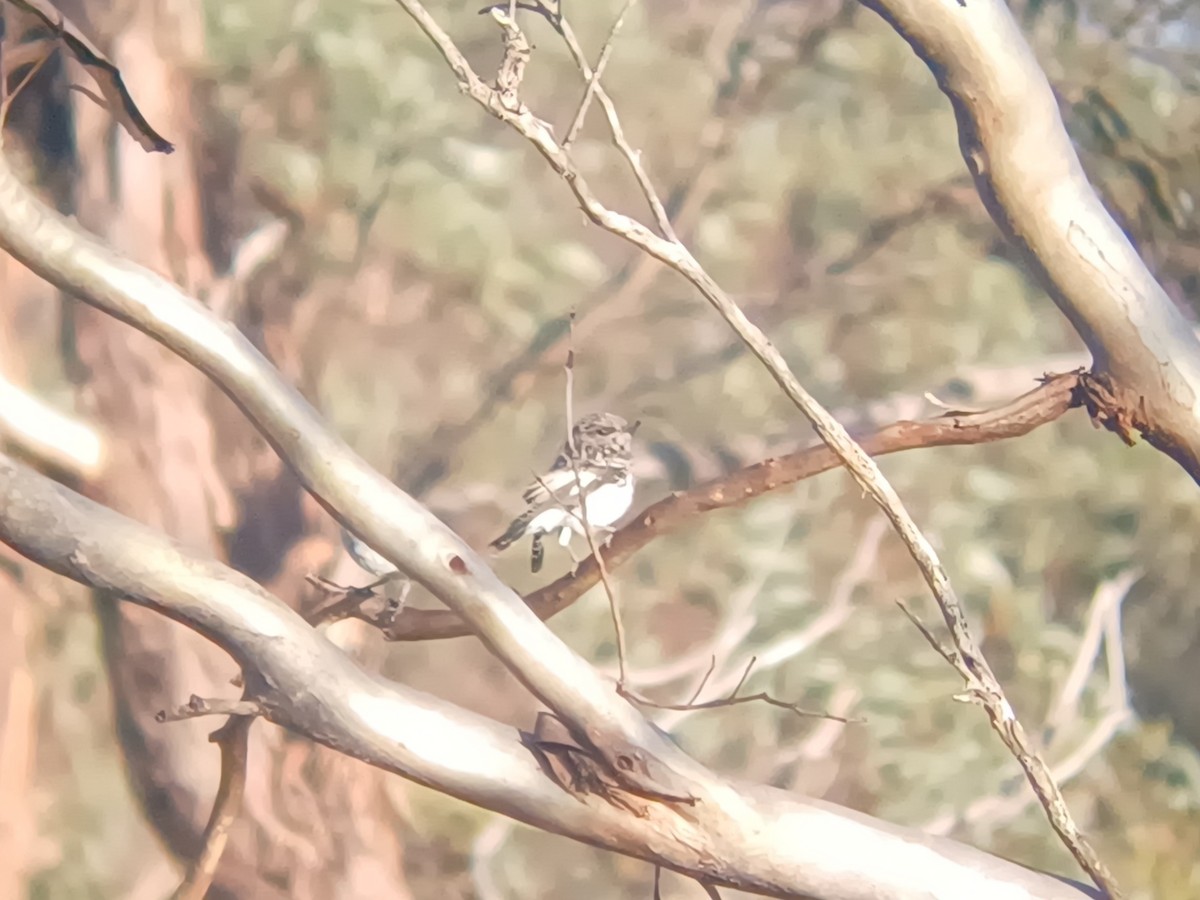 Королець чорноголовий - ML645314614