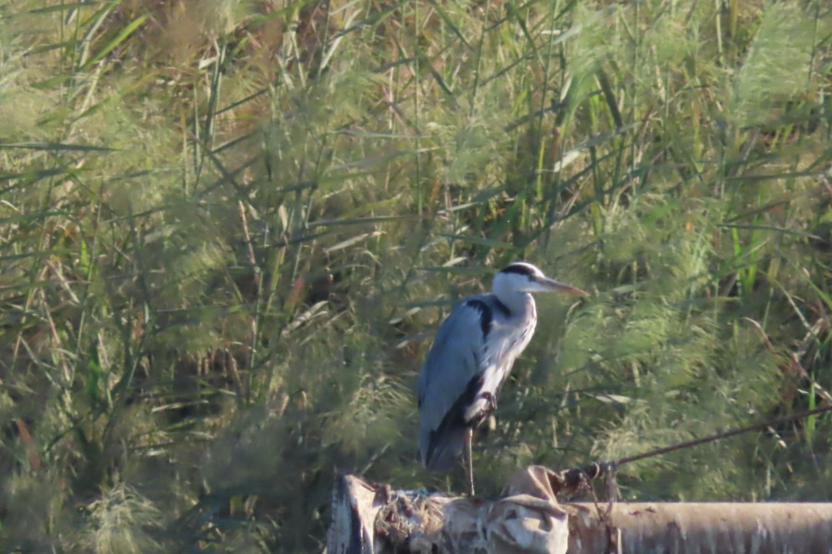 Чапля сіра - ML645314615