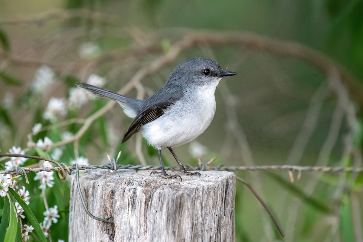 Королець біловолий - ML645314622