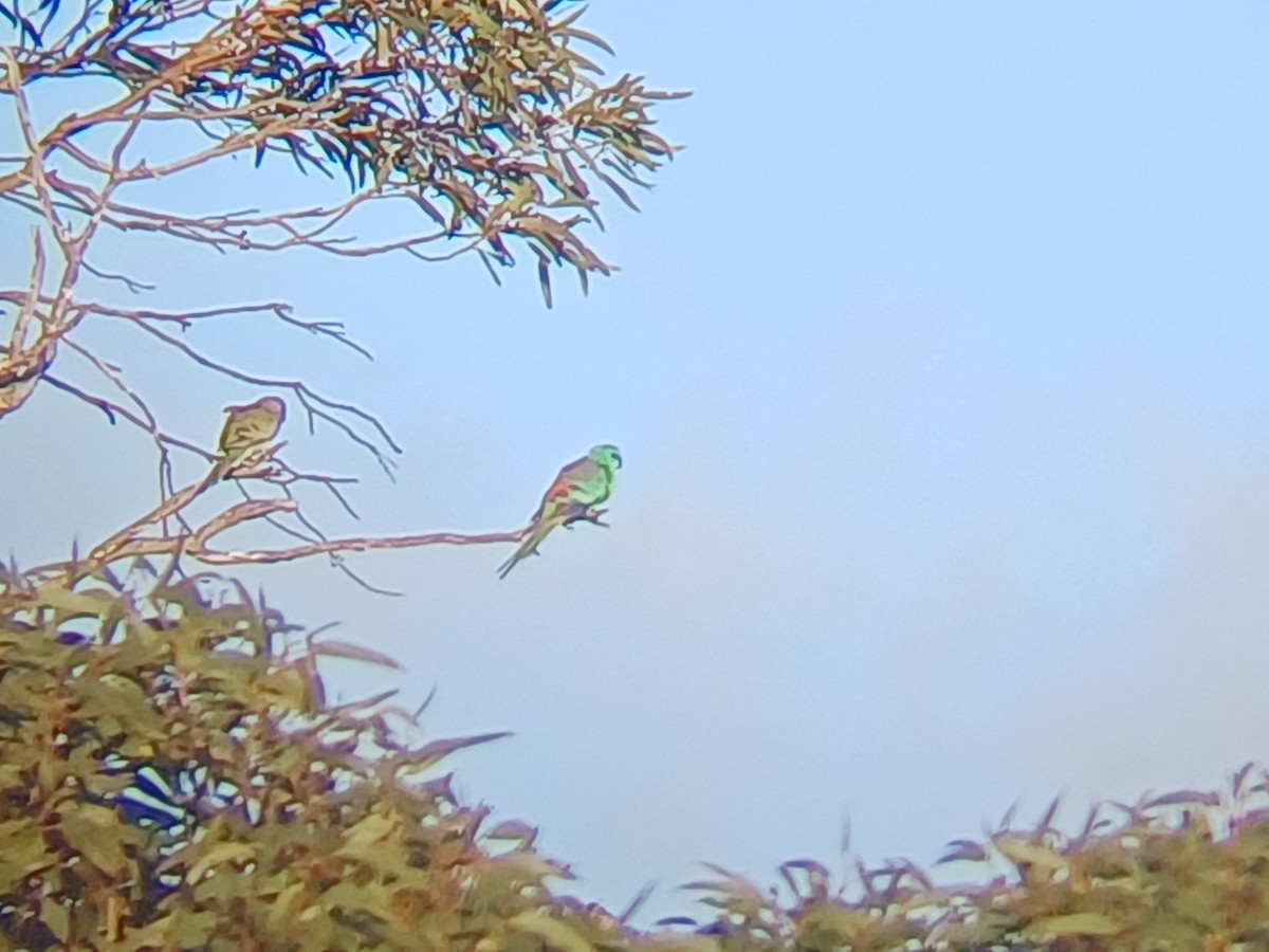 Папужка співочий - ML645314626