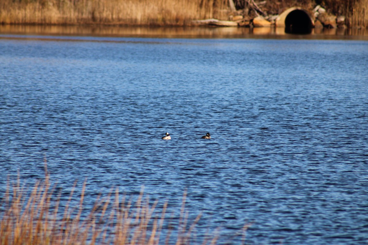 Гоголь малий - ML645314628