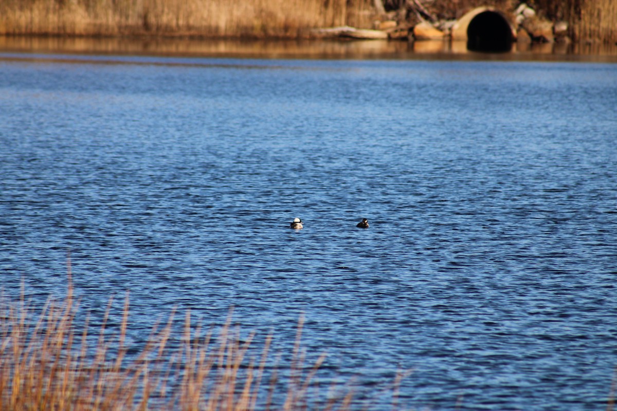 Гоголь малий - ML645314629