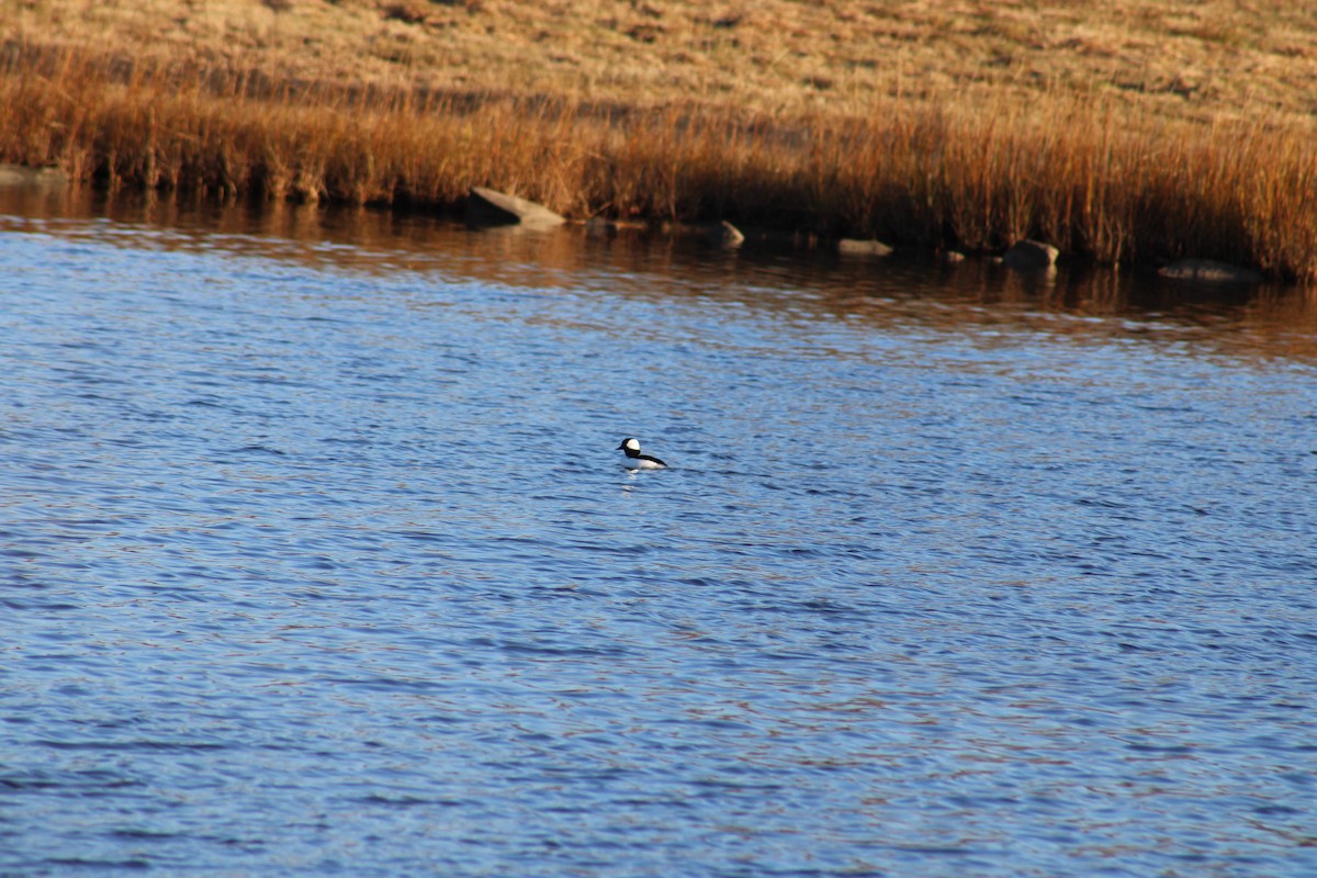 Гоголь малий - ML645314630