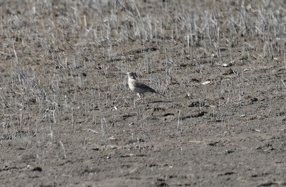 Щеврик американський - ML645314631