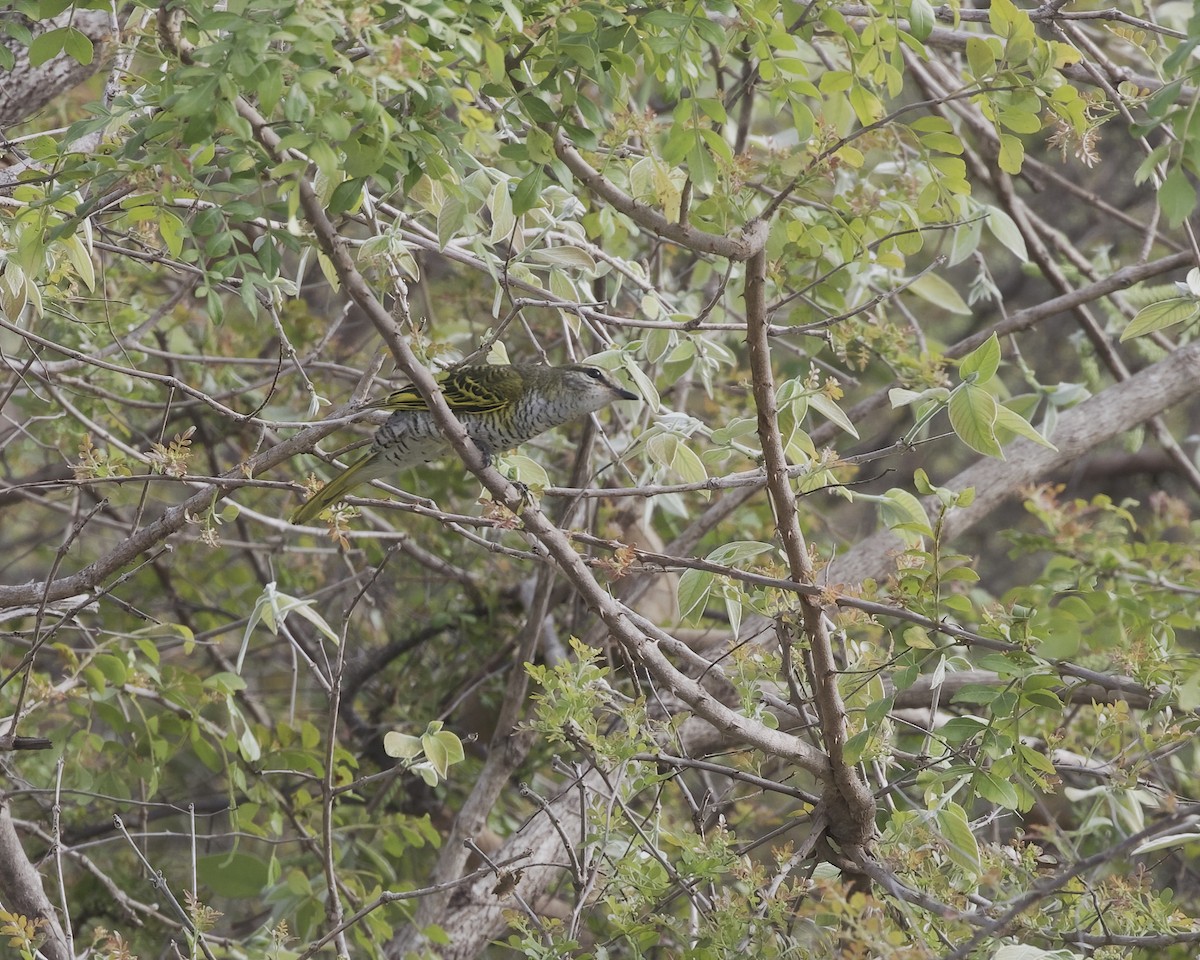 Личинкоїд південний - ML645314641