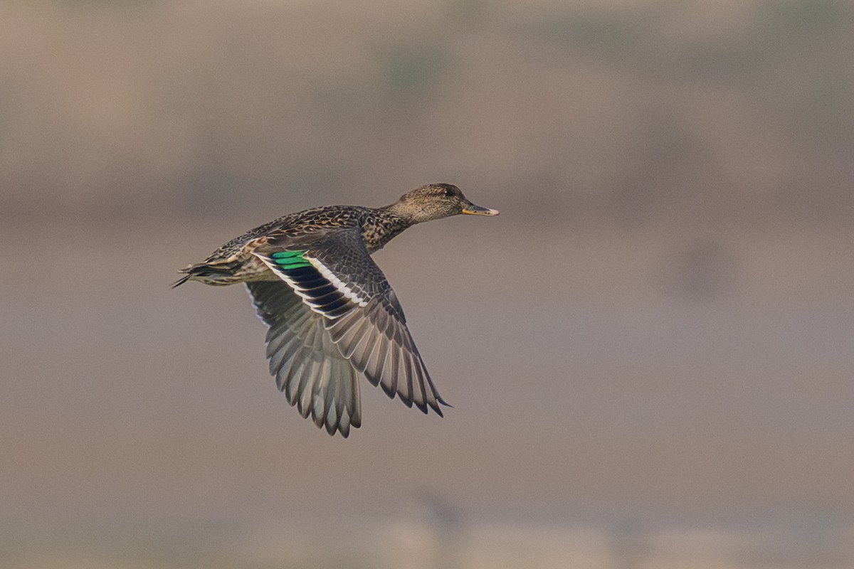 Чирянка мала - ML645314643