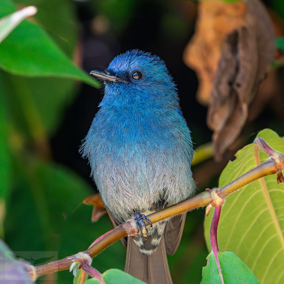 Мухоловка нильгірійська - ML645314648