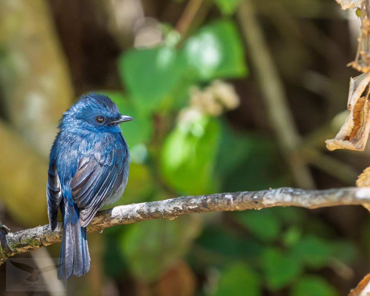 Nilgiri Flycatcher - ML645314649