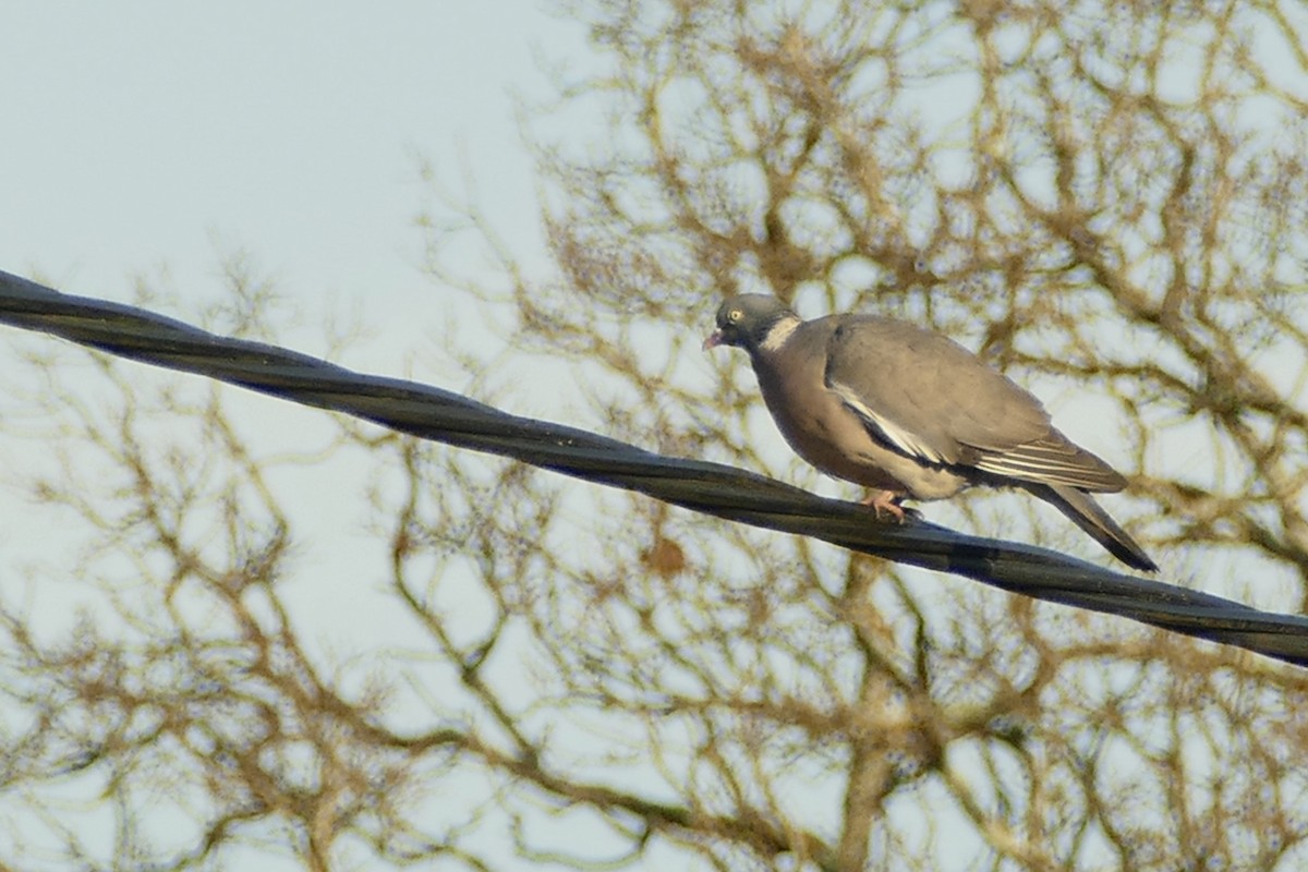 Ringeltaube - ML645314654