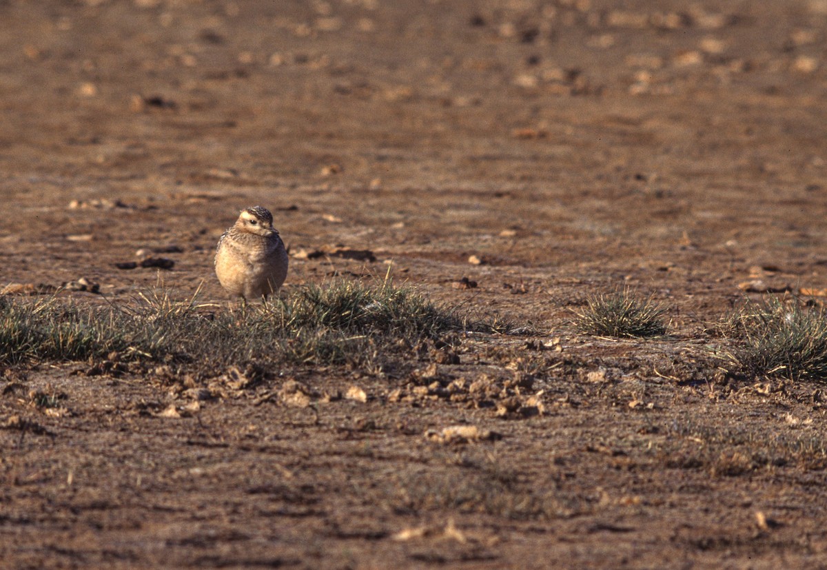 Хрустан - ML645314655