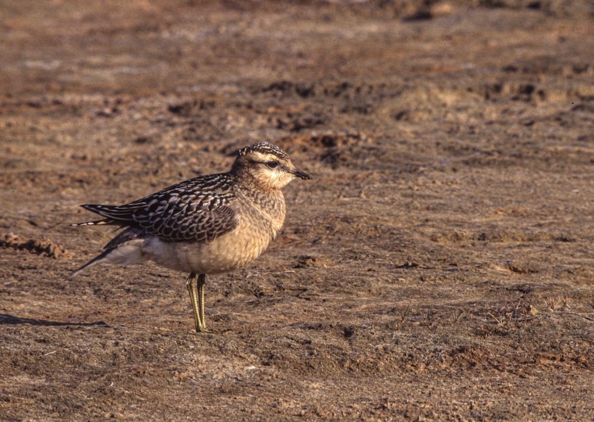 Хрустан - ML645314656