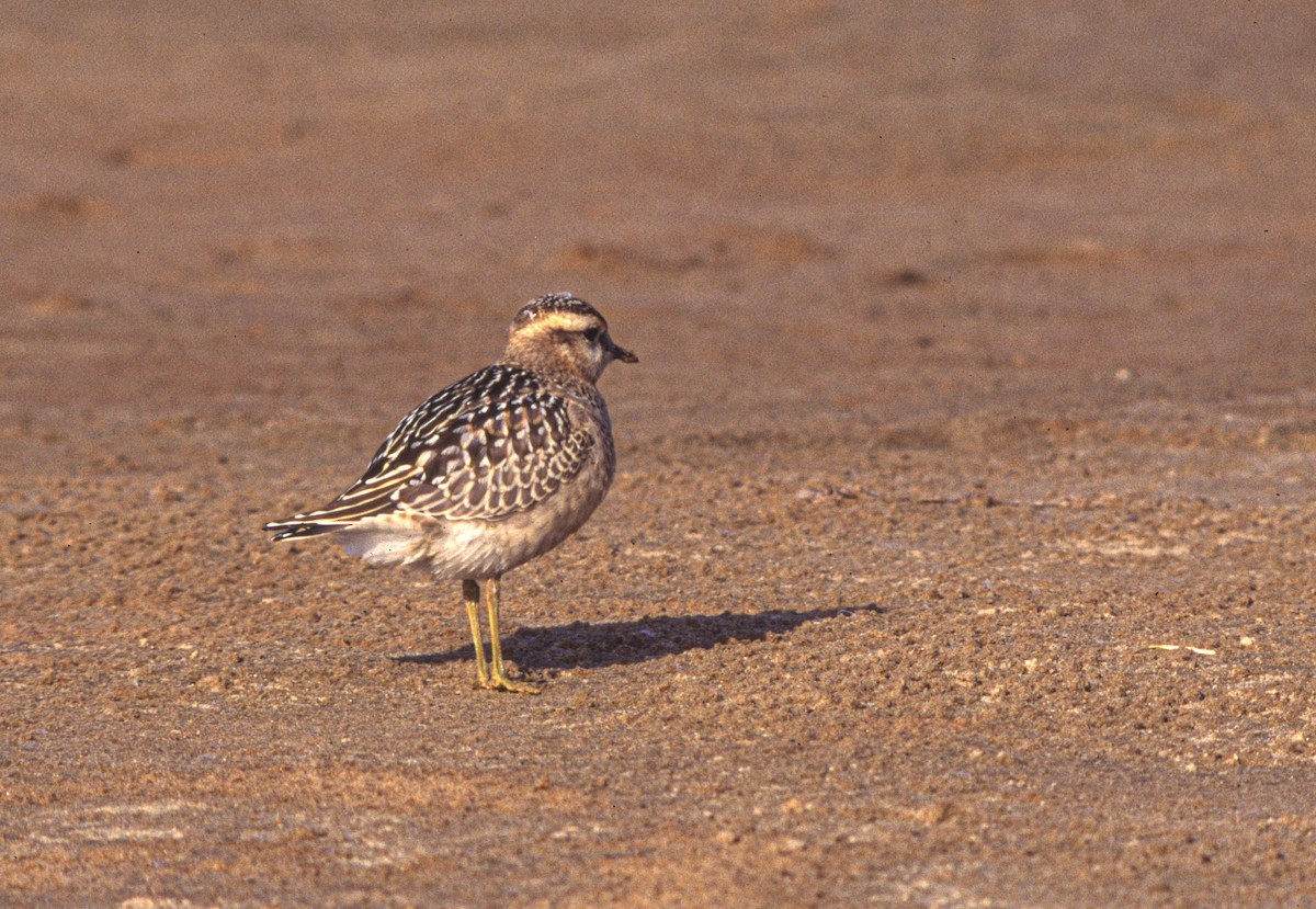 Хрустан - ML645314657