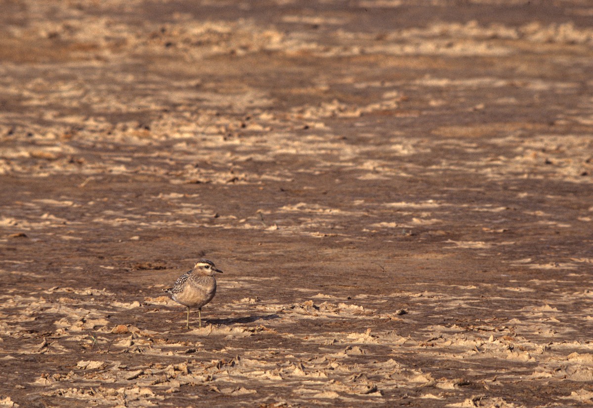 Хрустан - ML645314658