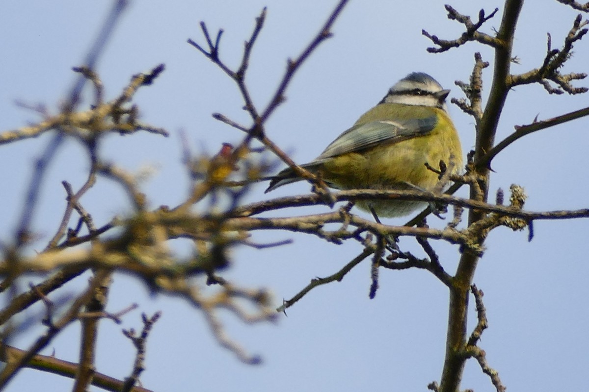 Blaumeise - ML645314663