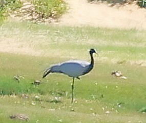 Красавка - ML645314667