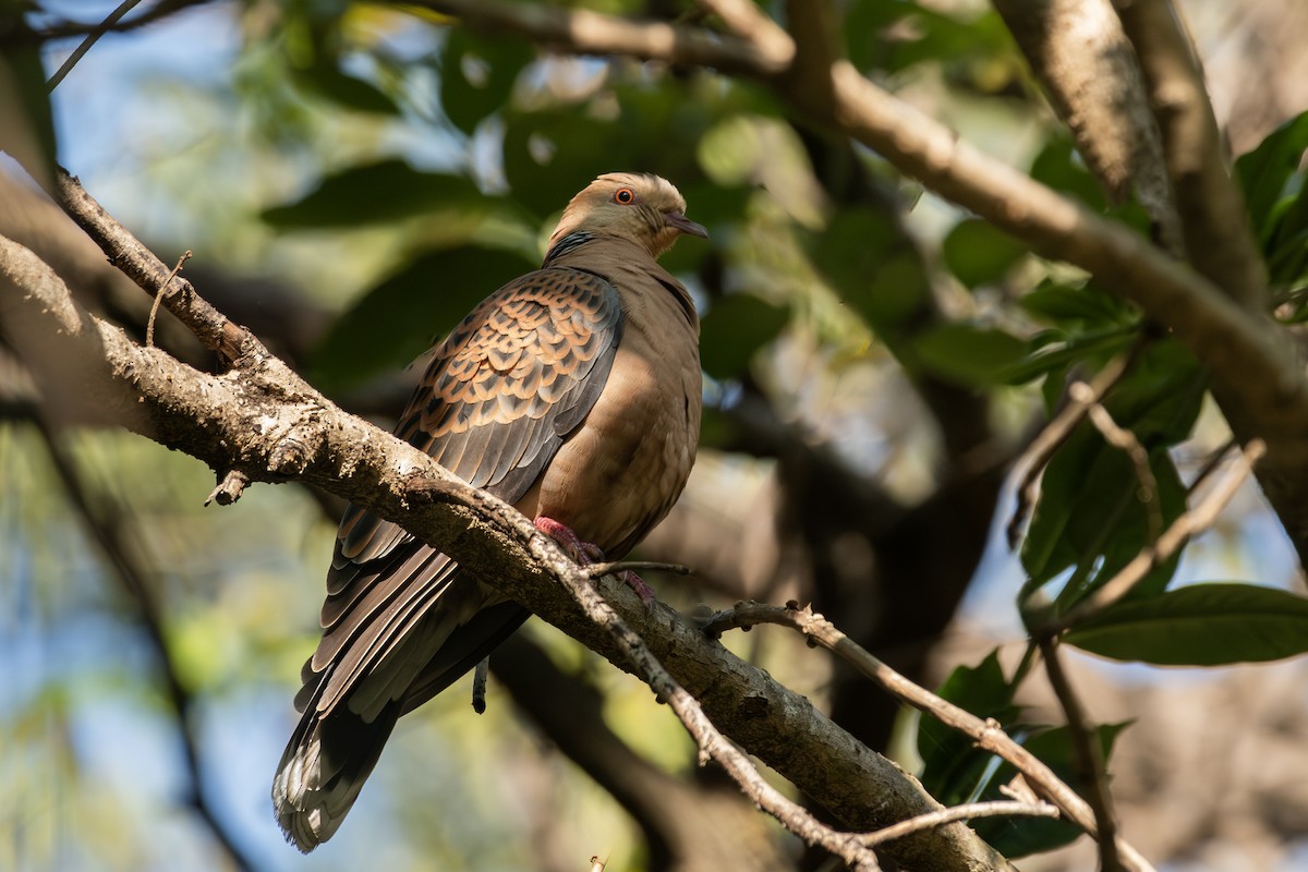 Большая горлица - ML645314668