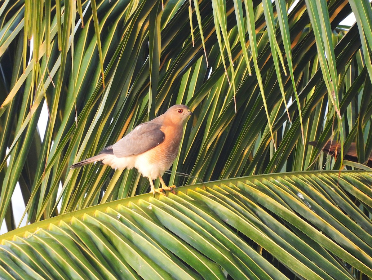 Тювик - ML645314669