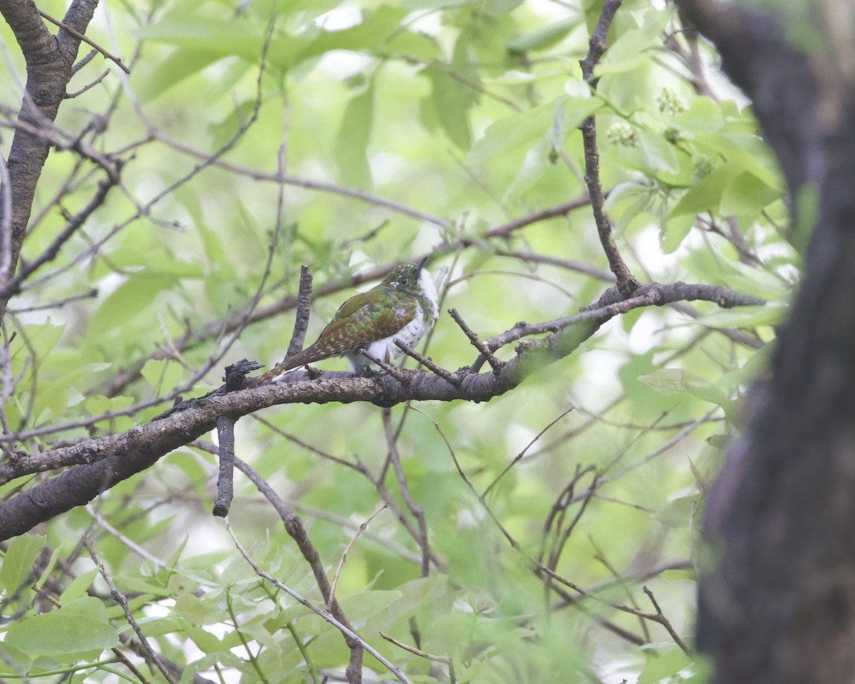 Белобрюхая кукушка - ML645314671