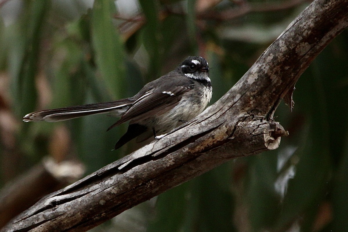 Серая веерохвостка - ML645314674