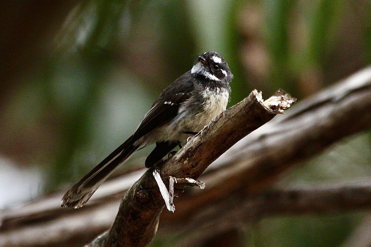 Серая веерохвостка - ML645314675